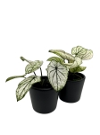 Caladium Saga
