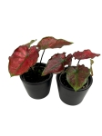 Caladium Valentina