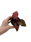 Caladium Valentina