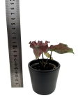 Caladium Valentina
