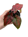 Caladium Valentina