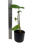 Syngonium panda - S