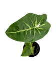 Syngonium panda - S