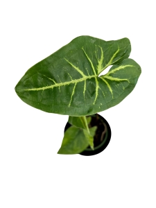 Syngonium panda - S