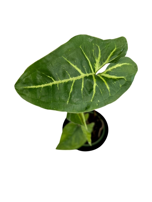 Syngonium panda - S