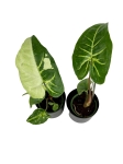 Syngonium panda - S