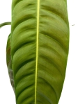 Philodendron patriciae - XL