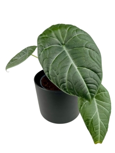 Alocasia maharani - L