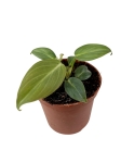 Philodendron gloriosum Thailand - S