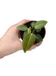 Philodendron gloriosum Thailand - S