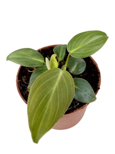 Philodendron gloriosum Thailand - S