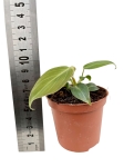 Philodendron gloriosum Thailand - S