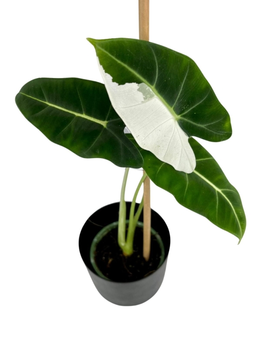 Alocasia Frydek Variegata - M