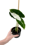 Alocasia Frydek Variegata - M