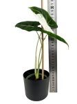 Alocasia Frydek Variegata - M