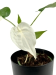Alocasia cucullata variegata - C1