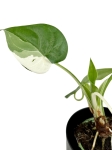 Alocasia cucullata variegata - C1