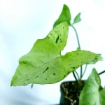 Syngonium freckles / green splash
