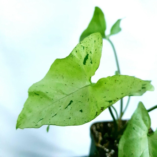 Syngonium freckles / green splash