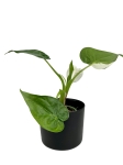 Alocasia cucullata variegata - C1