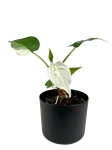 Alocasia cucullata variegata - C1