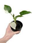 Alocasia cucullata variegata - C1