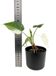Alocasia cucullata variegata - C1