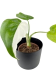 Alocasia cucullata variegata - C2