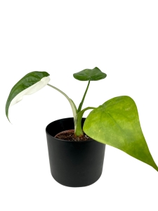 Alocasia cucullata variegata - C2