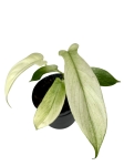 Philodendron Florida Ghost - M