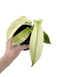 Philodendron Florida Ghost - M