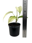 Philodendron Florida Ghost - M