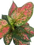 Aglaonema Spotted Star - XXL