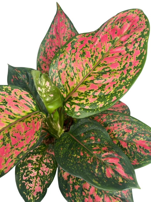 Aglaonema Spotted Star - XXL