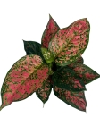 Aglaonema Spotted Star - XXL