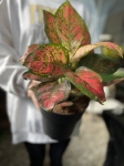 Aglaonema Spotted Star - XXL