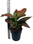 Aglaonema Spotted Star - XXL