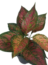 Aglaonema Dark Pink Star XXL