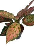 Aglaonema Dark Pink Star XXL