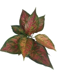 Aglaonema Dark Pink Star XXL