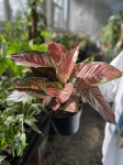 Aglaonema Dark Pink Star XXL
