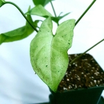Syngonium freckles / green splash