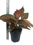 Aglaonema Dark Pink Star XXL