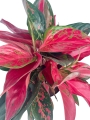 Aglaonema cherry baby - XXL
