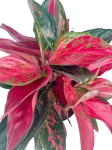 Aglaonema cherry baby - XXL