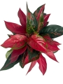 Aglaonema cherry baby - XXL