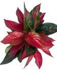 Aglaonema cherry baby - XXL