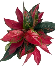 Aglaonema cherry baby - XXL