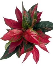 Aglaonema cherry baby - XXL