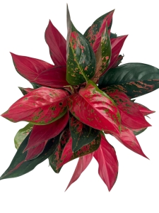 Aglaonema cherry baby - XXL